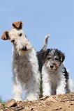 FOX TERRIER 232